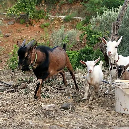 La Fattoria Sul Mare Апартаменты Reitano (Messina)